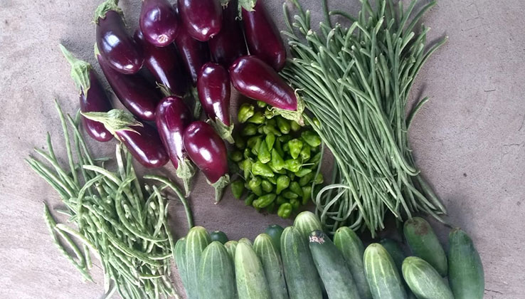 Domáca zelenina významne prispieva k zásobovaniu potravinami.